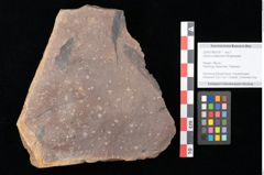 Foto (Objekt + Etikett) von Quercus palaeoilex Ettingshausen (NHMW-GEO-2024-0188-0761)